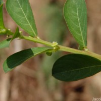 Phyllanthus maderaspatensis L.